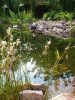 Alter Teich 1.jpg