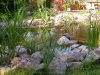 Alter Teich 2.jpg
