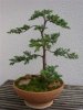 Wacholder Bonsai 2012.JPG