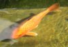 MatsubaOgon_2 2012 Ausschn.jpg