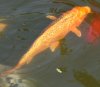 MatsubaOgon_1 2010 Ausschn.jpg