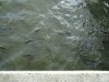 DSC00153.JPG