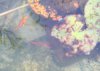 Babykoi.jpg