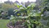 IMAG0456.jpg