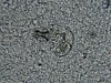 Ochiba2012 004.jpg
