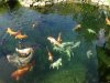 k-Teichwasser Ozon2.JPG