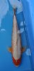 JOS snow asagi ca 45cm.jpg