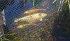 DSC_0203-1.jpg
