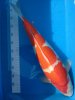 Kohaku - Hasegawa - Sansai.jpg