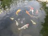 Fische-august2012 003-kl.jpg