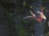 Sommer 2011 008.jpg