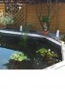 bonsai im sommer.JPG
