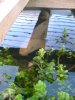 unser teich am 16.3. 2012 009.jpg