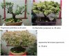 bonsai1.jpg
