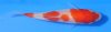 Kohaku1.jpg