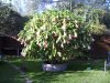 Datura.jpg