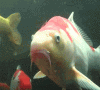kohaku.gif