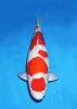 Dainichi Kohaku.jpg