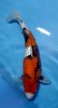 Ginrin Showa 40 cm.JPG