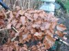 Etagenast im Herbstlaub.JPG