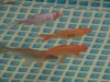 DSC00538.jpg
