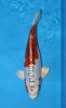 Doitsu Kujaku 35-40 cm Nisai.jpg