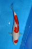 Maruten Kohaku 38-40 cm Nisai.jpg
