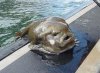 grazyfish.jpg