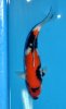 Hi Showa 35-40 cm Nisai.jpg