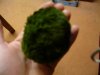 Marimo Algenball 001.jpg