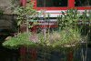 DSC00432.JPG