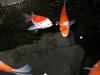 Kohaku 11 .jpg