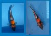 Koi5.jpg