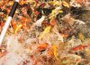DSC01305.JPG