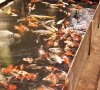 DSC01303.JPG