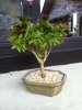 Bonsai.jpg