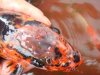 Koi1.jpg