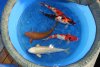 DSC05222.JPG