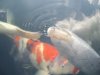 koi 004.jpg