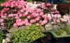 IMG_0283 rodo.JPG
