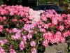 IMG_0281.JPG