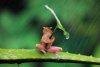 Frosch im Regen .jpg