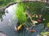 11.03.2013 2013-Teich und Besatz 004-kl.jpg