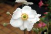 Blume_02.jpg