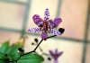 Blume_01.jpg