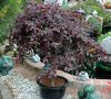 Bonsai_1.jpg