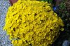 Blumen_04.jpg