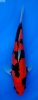 Doitsu Hi Showa 9- 27 cm.jpg