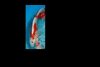 koi3.jpg