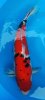 Sanke 72 cm.jpg